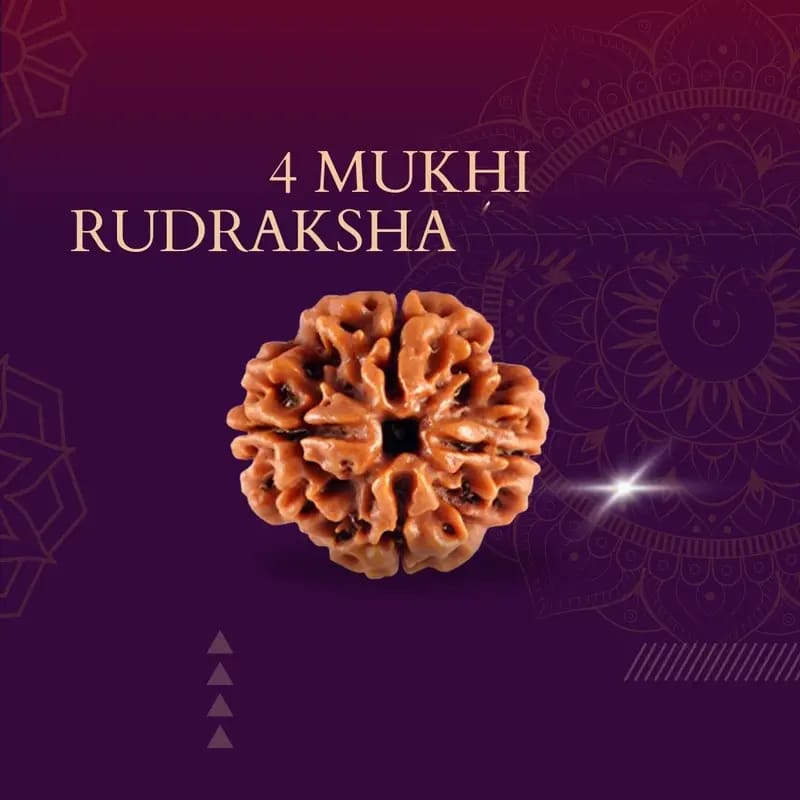 Rudraksha